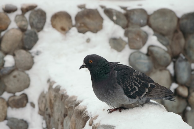 Grijze duif op ronde hek in park in de winter