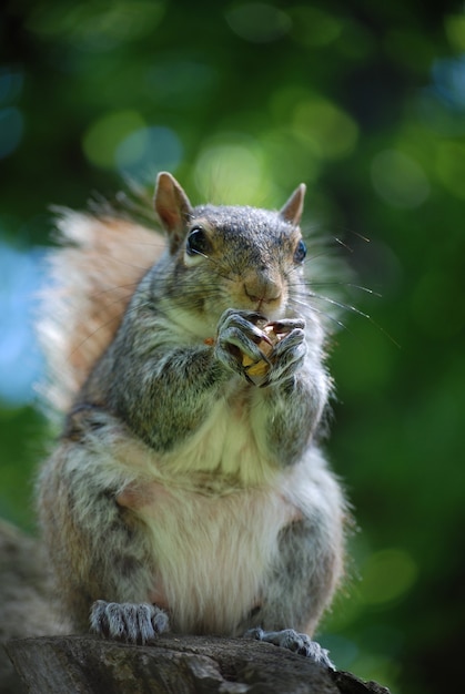 Grijze eekhoorn die een pinda eet terwijl hij op een boom zit