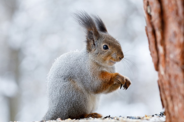 Grijze eekhoorn op boom in winter park