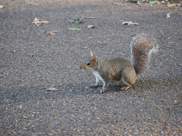 Grijze eekhoorn wetenschappelijke naam Sciurus carolinensis zoogdier