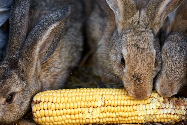 Grijze en bruine konijnen die korenaar in een kooi eten