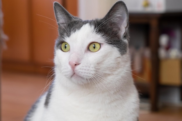 Grijze en witte huiskat met groene ogen thuis