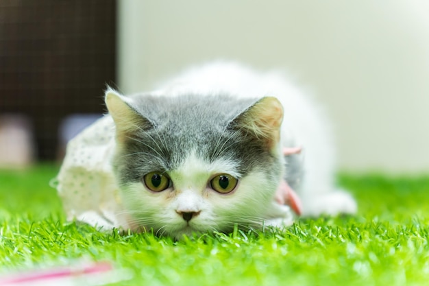 Grijze en witte kitten spelen op het gras