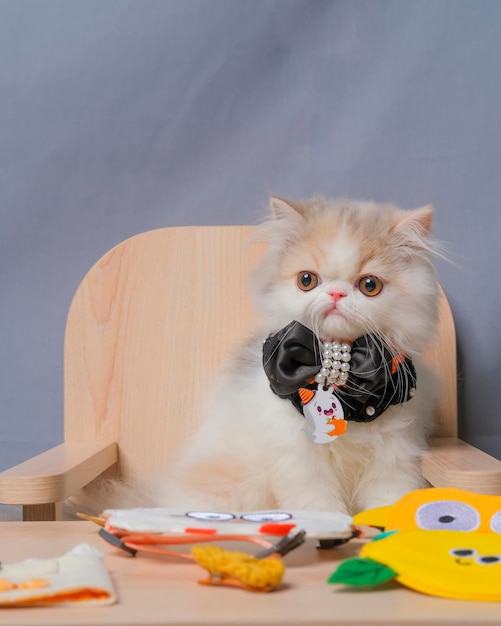 Grijze en witte vrouwelijke Perzische pluizige kat fotoshoot sessie studio met witte achtergrond met kattenuitdrukking