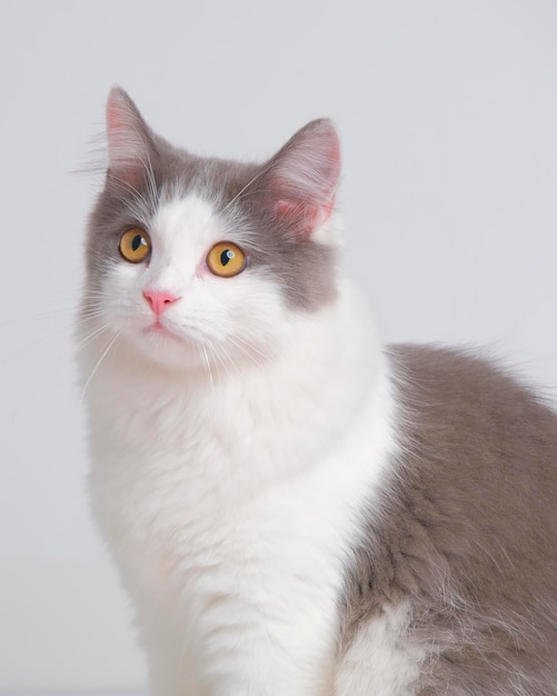 Grijze en witte vrouwelijke Perzische pluizige kat fotoshoot sessie studio met witte achtergrond met kattenuitdrukking