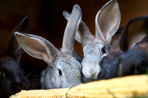 Grijze en zwarte konijntjeskonijnen die korenaar, close-up eten