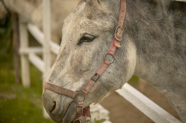 Grijze ezel in het verblijf in een boerderij in Italië