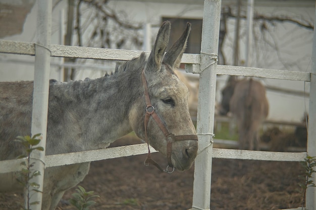 Grijze ezel met zijn kop uit zijn hek waarin hij opgesloten zit in de boerderij.