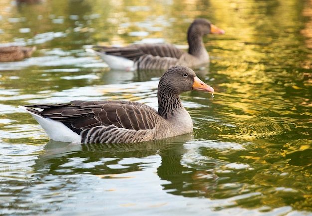 Grijze ganzen zwemmen in het meer Macrovogelplaats voor een inscriptie