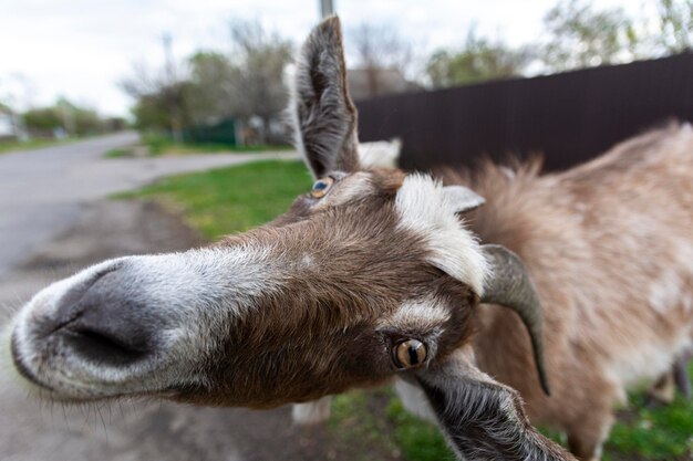 Grijze geit portret. Lentedag, platteland, geit close-up shot.