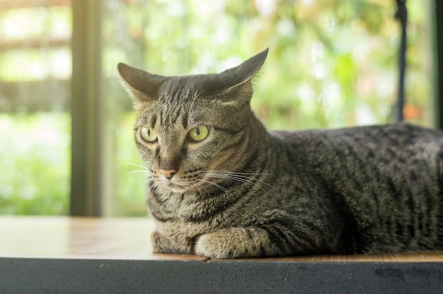 Grijze gestreepte kat die op een houten lijst ligt.