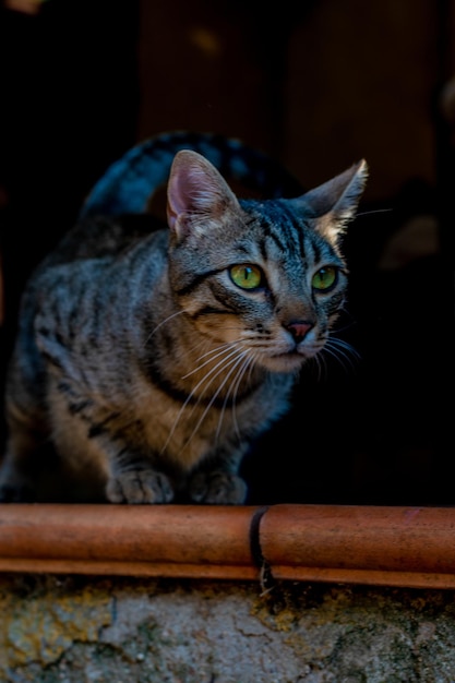 Grijze gestreepte kat op de loer met donkere achtergrond