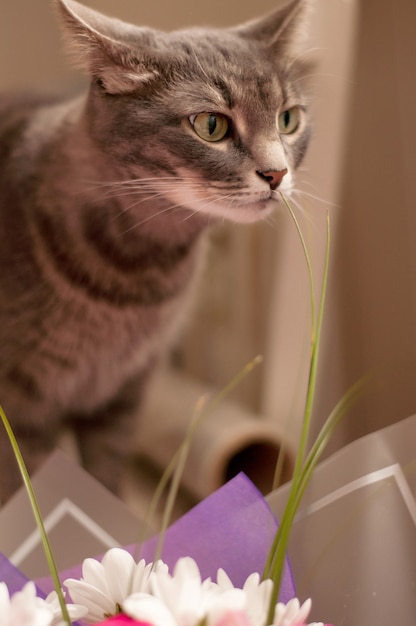 Grijze gestreepte kat snuift gras uit een boeket bloemen