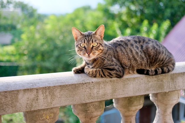 Grijze gestreepte kat zit op de balkonleuning op het terras buiten met groene zonneschijn natuurlijk