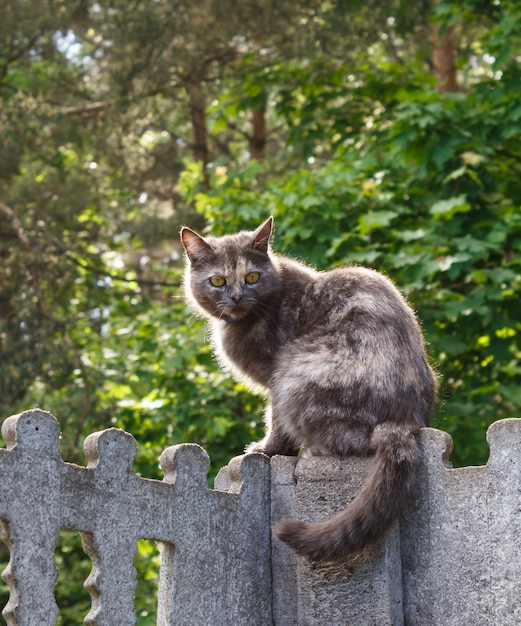 Grijze gevlekte kat met gele ogen die op een concrete omheining zitten