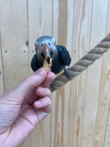 Grijze grijze papegaai neemt een noot uit een hand met zijn snavel papegaai dierentuin
