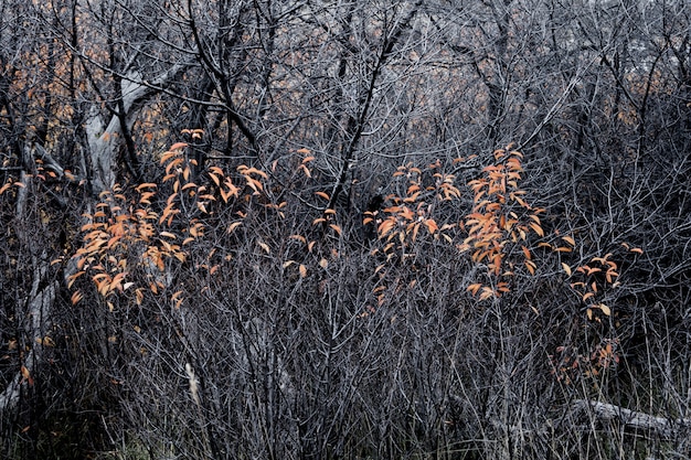 Foto grijze herfst