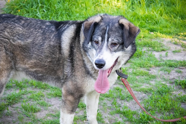 Grijze hond met tong uit staande met leiband op groen gras