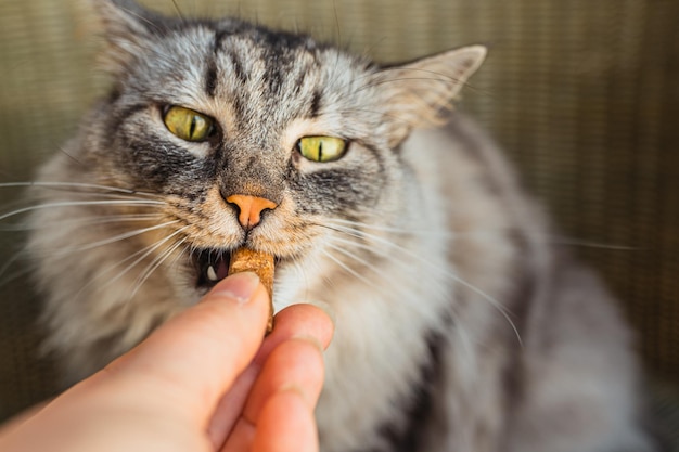 Grijze huiskat eet lekkernijen voor huisdieren met vitaminesupplementen
