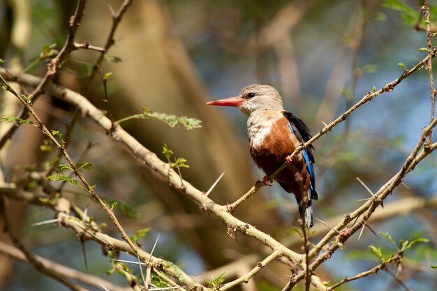 Grijze ijsvogel op een tak