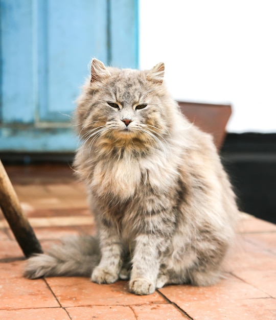 Grijze kat buitenshuis. Gelukkig huis pluizig huisdier.