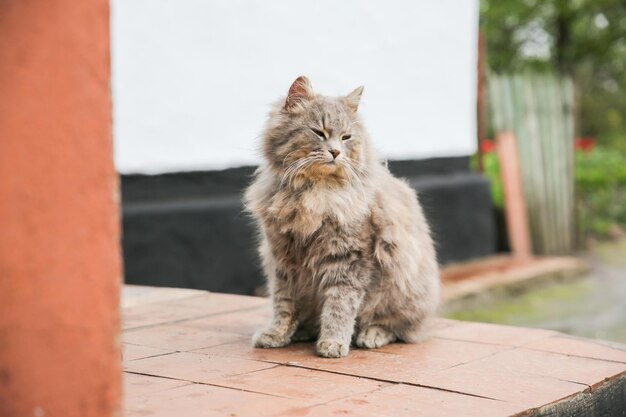 Grijze kat buitenshuis. Huis pluizig huisdier met een kraag. Dier in het dorp.