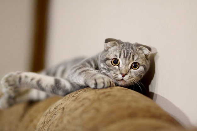 Grijze kat die naar de camera kijkt en op een bank zit