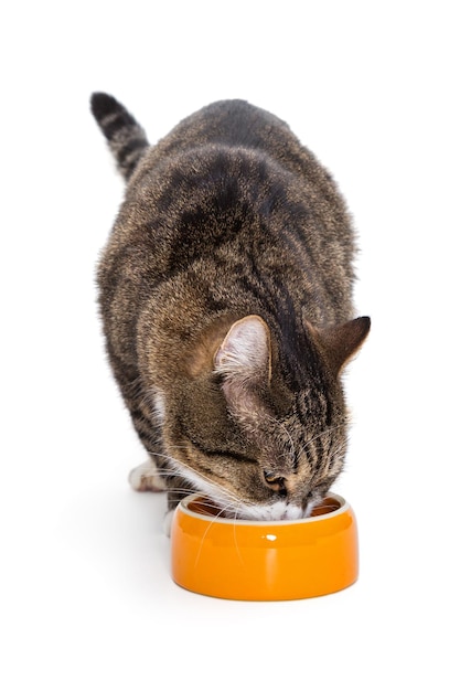 Grijze kat die uit de kom eet