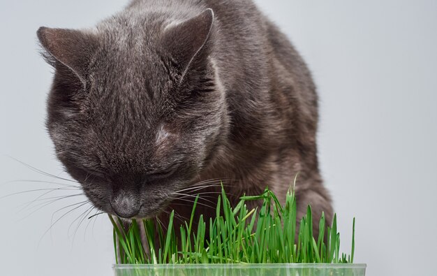 Grijze kat eet groen gras.