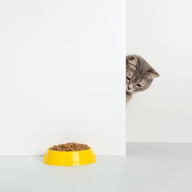 Grijze kat gluurt uit de hoek, dierlijke emoties, kijkt naar een kom met voedsel, op een wit, concept.