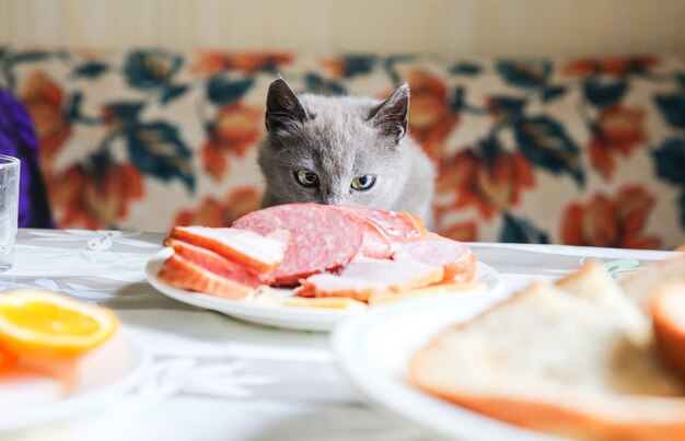 Grijze kat in de buurt van de tafel. Pluizig huisdier wil wat eten stelen. hongerige dieren in huis.