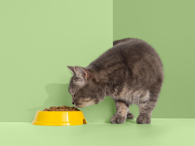 Grijze kat kijkt uit de hoek dierlijke emoties kijkt naar een kom met voedsel concept kopieer ruimte