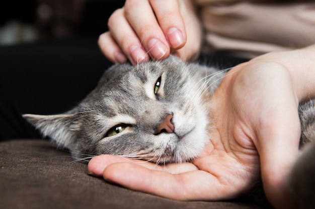 Grijze kat ligt in de handen van een meisje