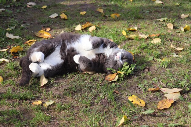 Grijze kat ligt op het gras met weggestopte poten