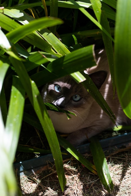 Foto grijze kat met blauwe ogen kijkend naar de zon in de natuur