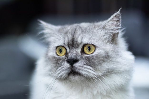 Grijze kat met gele ogen zitten en kijken naar de camera Gescheiden van onscherpe achtergronden