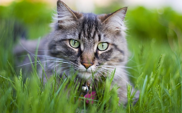 Grijze kat met groene ogen in het gras.