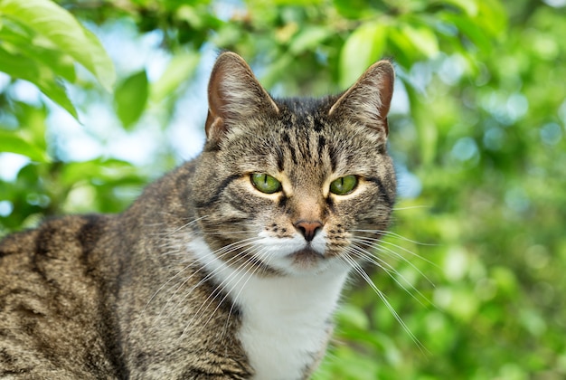 Grijze kat met groene ogen op groene achtergrond