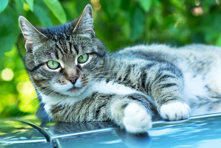 Foto grijze kat met groene ogen op groene achtergrond