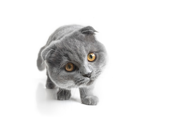 Grijze kat met mooie ogen op een witte achtergrond