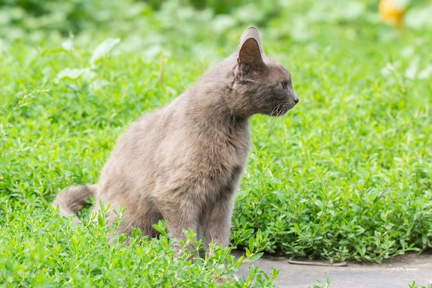 Grijze kat op gras