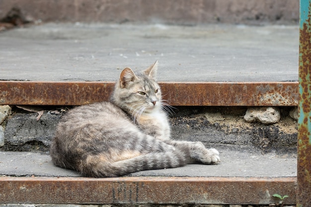 Grijze kat op straat