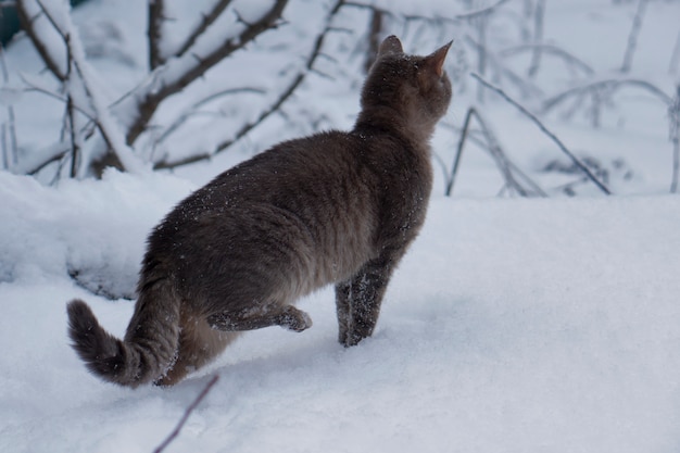 Grijze kat op witte sneeuwachtergrond