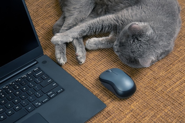 Grijze kat rust op een bank in de buurt van een laptop en een computermuis