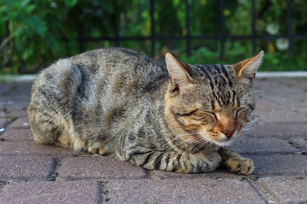 Grijze kat rusten op straat