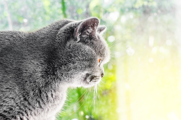 Grijze kat Schots ras kijkt uit het raam groene achtergrond druppels regen op het glas