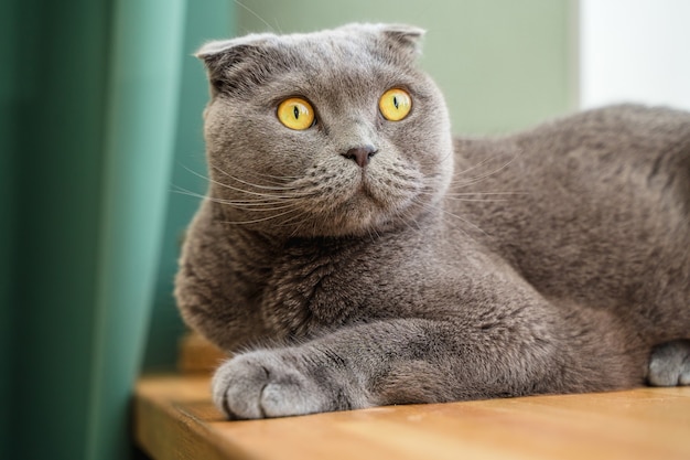 Grijze kat scottish fold zit op de houten vensterbank van het huis