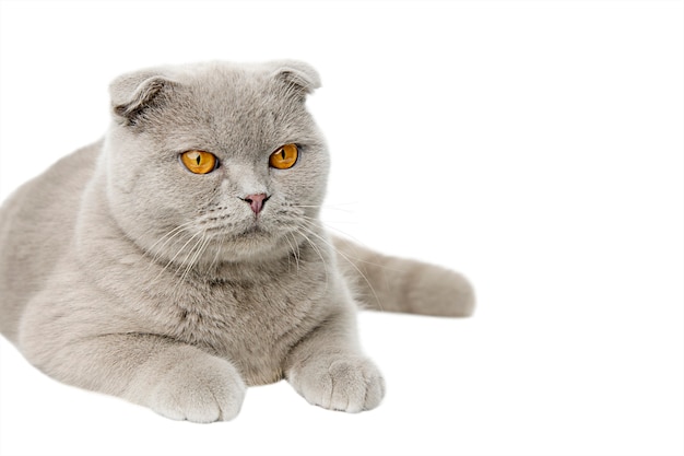 grijze kat scottish scottish fold isolate