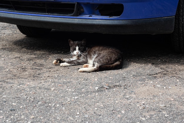 Grijze kat slaapt onder de auto op de stoep