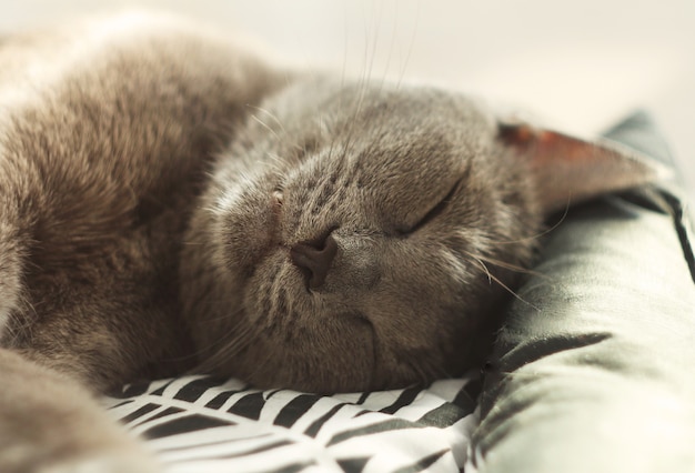 Foto grijze kat slapen in zijn zachte gezellige bed op een vloer. russische blauwe kat, close-up. pet care, vriend van de mens.